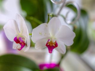 В День святого Валентина «Аптекарский огород» готов дарить орхидеи