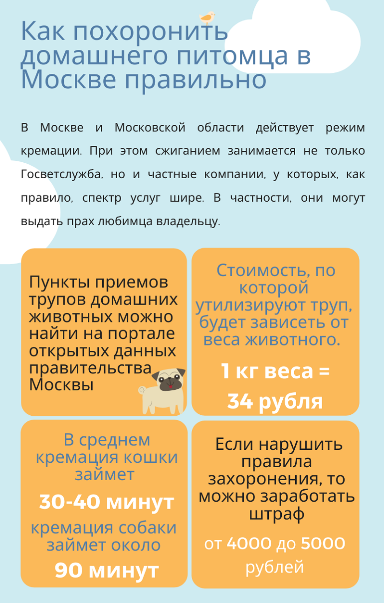 Похоронить собаку в москве. Как правильно похоронитьткота. Как правильно похоронить. Как правильно хоронить домашних питомцев. Как похоронить домашнего питомца.