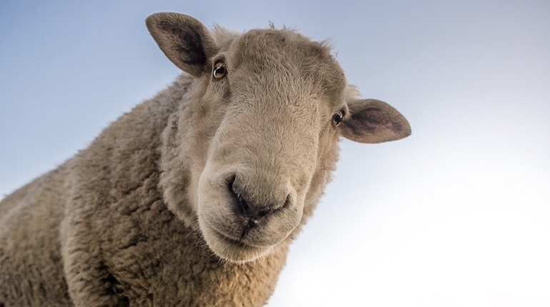овца сельское хозяйство любопытство