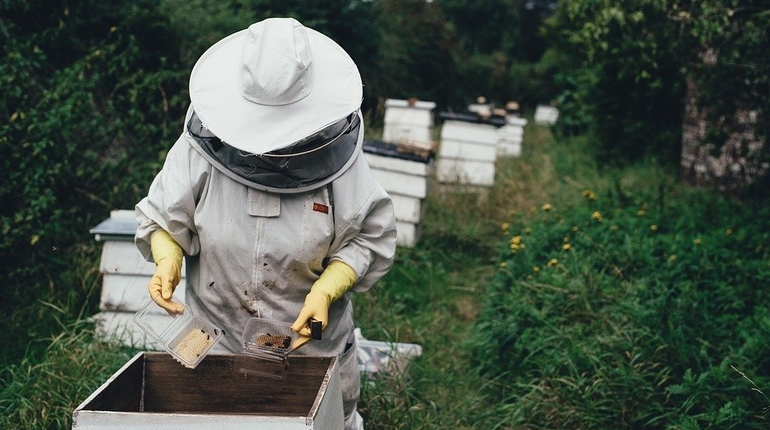 пасека пчела мед пчеловод