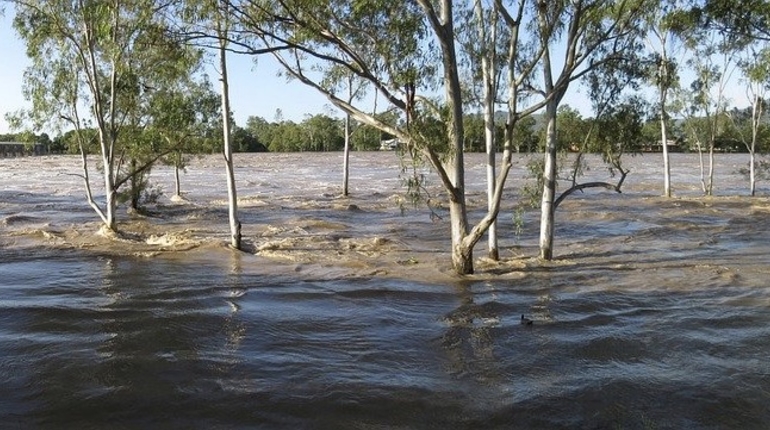 потоп затопление лес