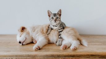 В столичных приютах началась сезонная вакцинация животных