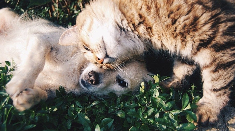 кошка собака