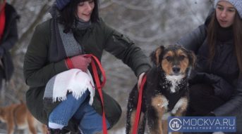 Власти Москвы подготавливают единый каталог всех бездомных животных