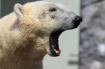Выживший по-русски: в Тюмени рыбак убил напавшего на него медведя