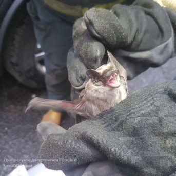 В Москве на женщину напал жуткий вампир